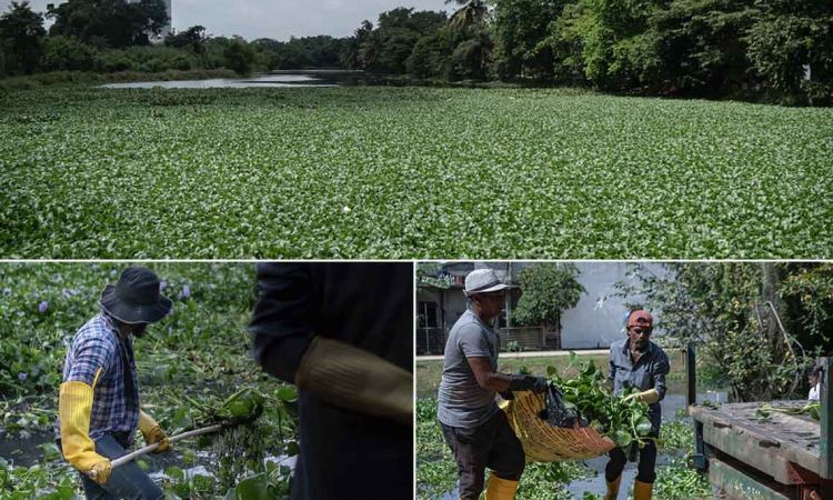'Hyacinthesis' Accelerator launches to convert Water Hyacinth into livelihood opportunities